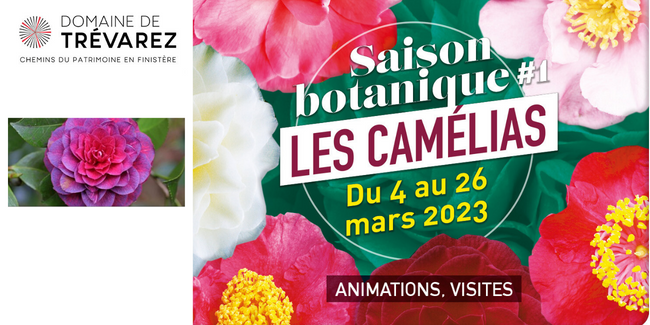 Les camélias, une collection d'excellence : Les rendez-vous des saisons botaniques de Trévarez