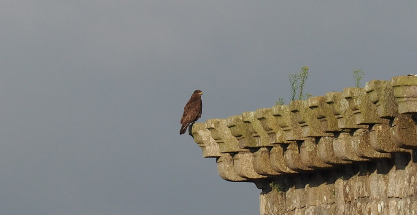 L'oiseau fait son nid, visite guidée en famille dans les jardins du Château de Kerjean