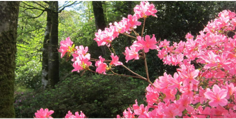 Les rhododendrons, saison botanique 2024 au Domaine de Trévarez